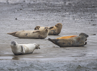 Bob of Seals on Fano Island, Denmark