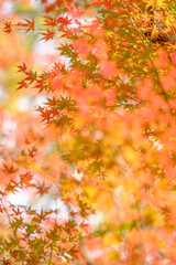 紅葉真っ盛り。神戸市内からすぐの保久良山神社の参道にて撮影