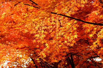 紅葉真っ盛り。神戸市内からすぐの保久良山神社の参道にて撮影