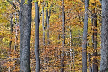 Wald im herbstlichen Farben