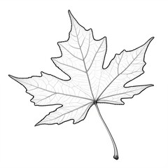 Naklejka premium Botanical lineart