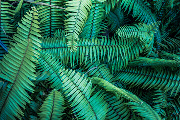 Tropical green fern leaves in dark tones. Meditation inspiration spa wellbeing health natural background. Closeup nature view of green leaf and palms background. Flat lay, dark nature concept, tropics