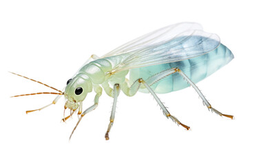 Aphid Control Managing Plant Pestilence on a White or Clear Surface PNG Transparent Background