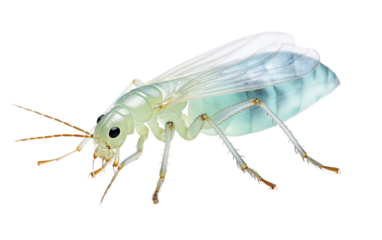 Aphid Control Managing Plant Pestilence on a White or Clear Surface PNG Transparent Background