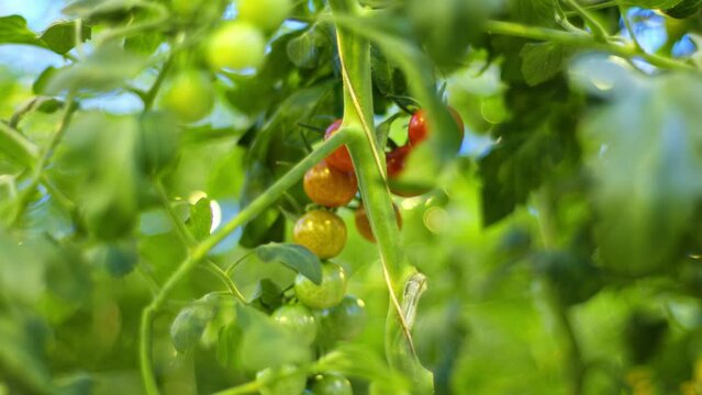 Bunches of cherry tomatoes on a branch, refocus in a static frame, green and red cherry tomatoes, greenhouse, vegetables ripen in the greenhouse, Delicious cherry tomatoes, ripe juicy bright.