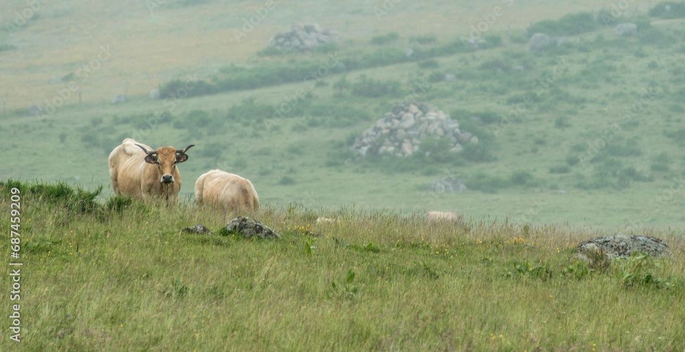 Wall mural vaches aubracoises sur le plateau d'aubrac à saint-laurent-de-muret, lozère, france