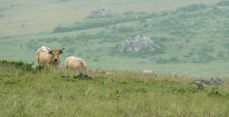 Vaches aubracoises sur le plateau d'Aubrac à Saint-Laurent-de-Muret, Lozère, France