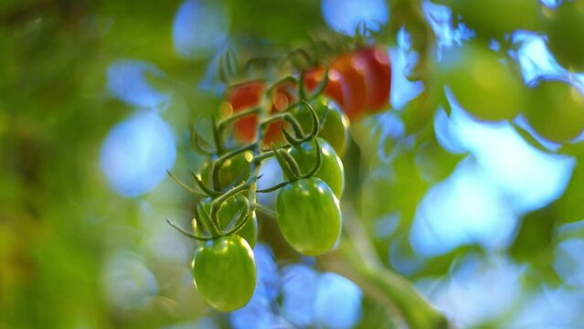 Close-up, conceptual refocus from red cherry tomatoes and back, shot of red ripening cherry tomatoes on a branch, farm products, greenhouse with juicy cherry tomatoes.
