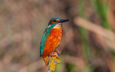 colorful bird spying on its prey on dry branch,Common Kingfisher, Alcedo atthis