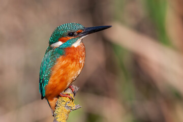 colorful bird spying on its prey on dry branch,Common Kingfisher, Alcedo atthis