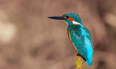 colorful bird spying on its prey on dry branch,Common Kingfisher, Alcedo atthis