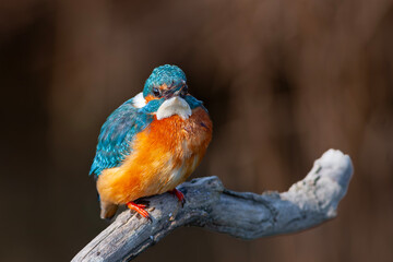 colorful bird spying on its prey on dry branch,Common Kingfisher, Alcedo atthis