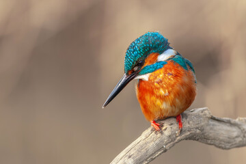 colorful bird spying on its prey on dry branch,Common Kingfisher, Alcedo atthis