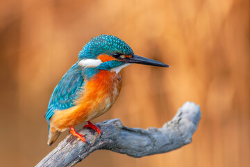 colorful bird spying on its prey on dry branch,Common Kingfisher, Alcedo atthis