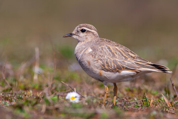 a medium-sized bird resting after migration, Eurasian Dotterel, Charadrius morinellus