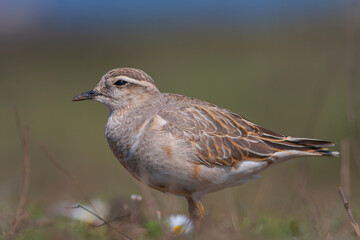 a medium-sized bird resting after migration, Eurasian Dotterel, Charadrius morinellus