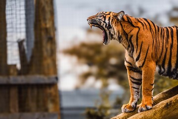 an image of a tiger in the wild on a log
