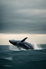 Fototapeta premium A humpback whale jumps out of the water and splashes the ode, creating waves in the sea. Nature, ocean, wildlife, travel concepts.