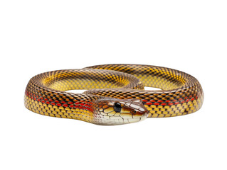 Obraz premium A garter snake with green and yellow stripes on a transparent background.