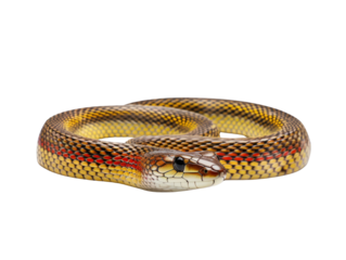 A garter snake with green and yellow stripes on a transparent background.