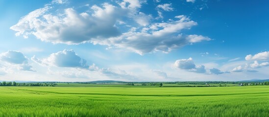 Fototapeta na wymiar Lush Green Field under Clear Blue Sky