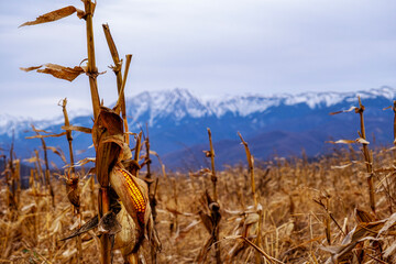 close up of dry corn stalk in a corn field in the wind fall autumn harvest with Romanian mountains...