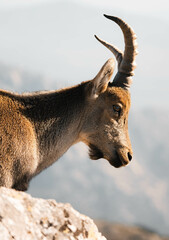 mountain goat on top of the mountain