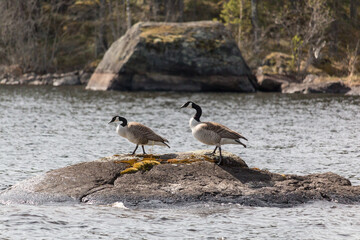 Pair of Canada goose on rock at lake