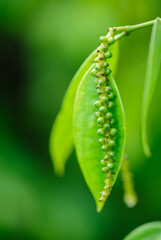 Black pepper fruits grow on tree in garden