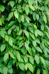 Obraz premium Black pepper fruits grow on tree in garden