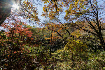 森の中の紅葉