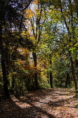 紅葉の中の遊歩道