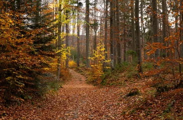 Fototapete Rund A path through a colorful autumn forest  © Joanna Posiak