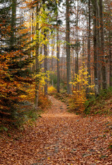 Obraz premium A path through a colorful autumn forest 