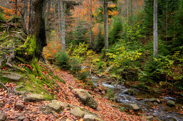 Colorful autumn forest with flowing stream