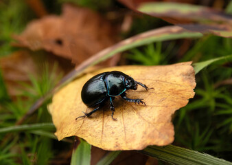 Close-up of a large beetle on an autumn leaf