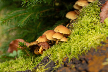 Small mushrooms in autumn moss cover