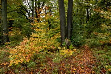 Obraz premium Autumn trees in the forest
