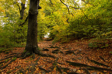Autumn trees in the forest