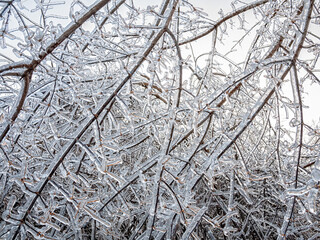 Tree branches covered with ice glaze, frosty background, winter, freezing rain, November, Vladivostok