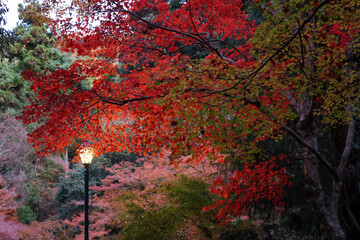 外灯に照らされた紅葉