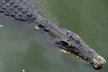 Saltwater crocodile floating in green swamp water showing its head