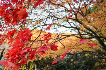 綺麗な紅葉と秋の空