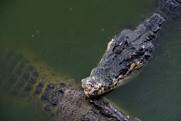 Saltwater crocodile floating in green swamp water showing its head