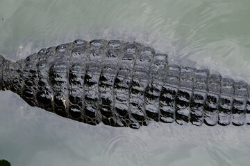Saltwater crocodile floating in green swamp water showing its back scale skin