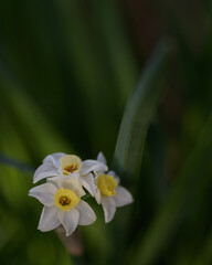 BELLA FLOR DE NARCISO (Narcissus) 