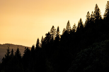 Norwegian Forest in the Warm Embrace of Dusk