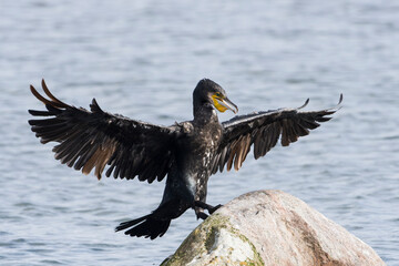 Kormoran bei der Landung auf einem Stein