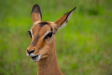 Naklejka na ściany i meble Pretty specimen of wild Impala antelope in the bush of South Africa