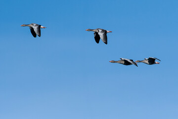 Fliegende Graugänse in der Morgensonne an der Ostsee im Herbst	